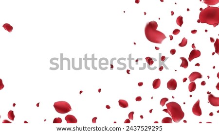 Falling Rose petals Vector illustration. Red rose petals on fake transparent background