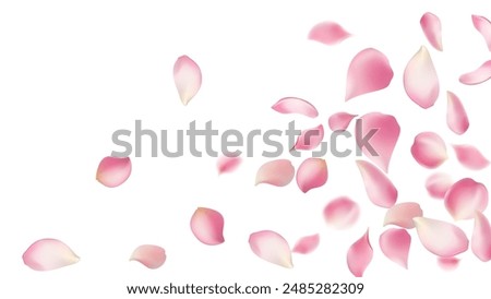 Rose petals or sakura flying petals, romantic background with realistic pink cherry flower petals flow or falling motion. Love, romance, floral spring season,cherry blossom