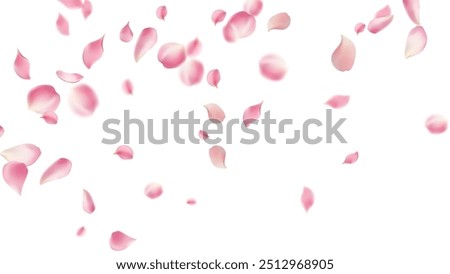 Rose petals or sakura flying petals, romantic background with realistic pink cherry flower petals flow or falling motion. Love, romance, floral spring season,cherry blossom