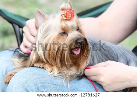yorkshire terrier with a bow in a lap at the mistress