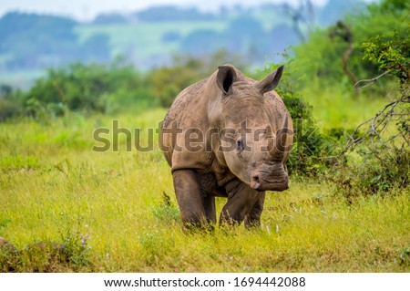 Portrait of an African white Rhinoceros or Rhino or Ceratotherium simum also know as Square lipped Rhinoceros in a South African nature reserve