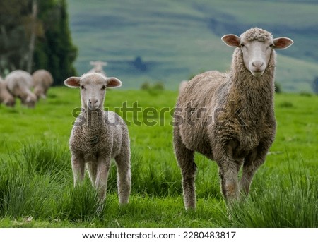 Similar – Image, Stock Photo A flock of sheep in the heath