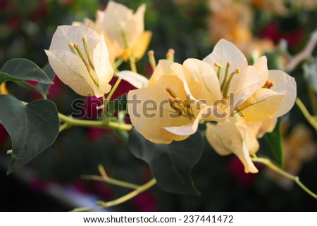 bougainvillea beige flowers