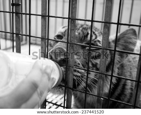 Feeding a tiger cub out of the bottle in the cage