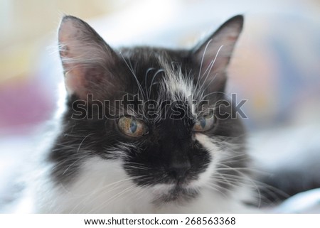 Siberian cat with big yellow eyes on a blanket, Black muzzle and white collar