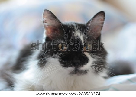 Siberian cat with big yellow eyes on a blanket, Black muzzle and white collar