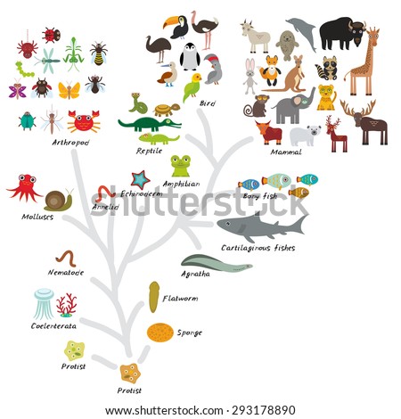 Evolution In Biology, Scheme Evolution Of Animals Isolated On White ...