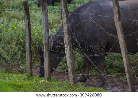 Italian Buffalo