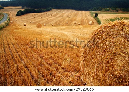 bales of hay or straw. field at harvest with crop cut and pressed