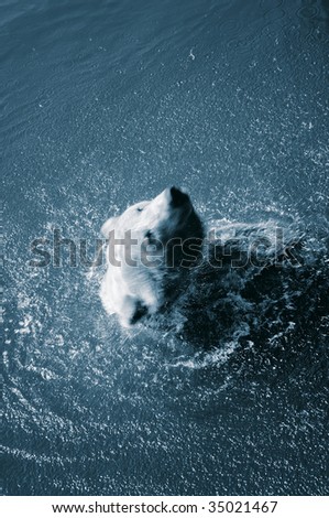 Bear shaking of water. Bear in water swimming and splashing