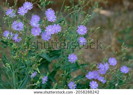 Chicory flowers in the field. Lilac wild flowers. Blue flowers of natural chicory in summer floral background. Flower of wild chicory endive. Cichorium intybus Foto d'archivio © 