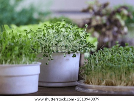 Foto Bild Grüne Sprossen von Chia, Rucola und Senf in einem weißen runden Teller, Ansicht von oben. Ein gesundes Nahrungsergänzungsmittel mit den Vitaminen C, E und K