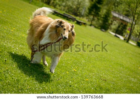Rough Collie dog on green field  play with his lash.