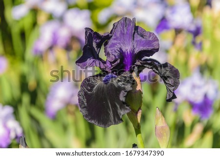 Similar – Image, Stock Photo ghostly violets in bloom