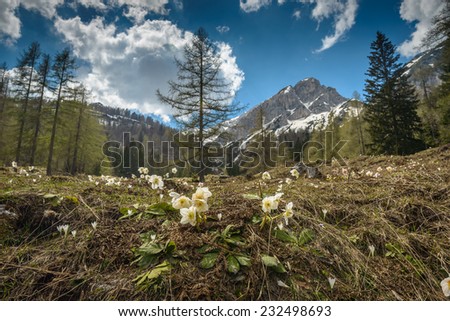 White christmas rose (Helleborus niger) with mountains in background.Slovenia .