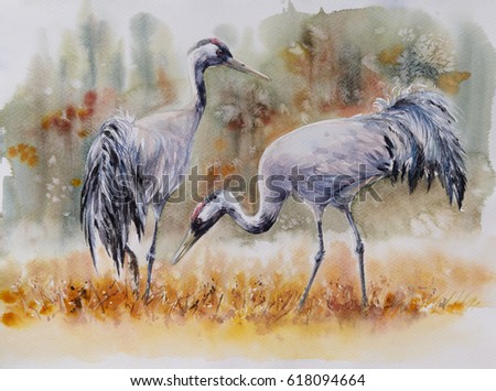 Pair of a crane birds on a meadow. Picture created with watercolors.