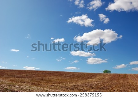 Empty field after finished harvesting with a single tree under cloudy blue sky