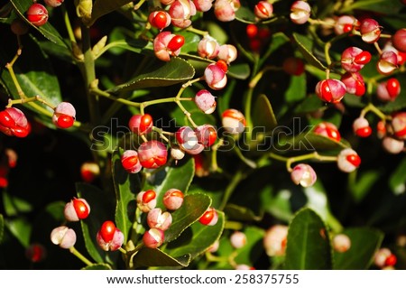 Fruit capsules of a Japanese Spindle on a dark background