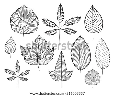 Beech Leaf Outline clip art Free Vector / 4Vector