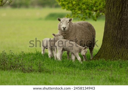 Similar – Foto Bild Weide mit zwei Bäumen vor Berg