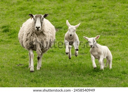 Similar – Image, Stock Photo Sheep graze in a misty paddock as the sun begins to rise