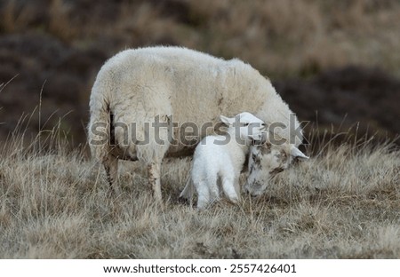 Foto Bild Kuscheln Natur Landschaft