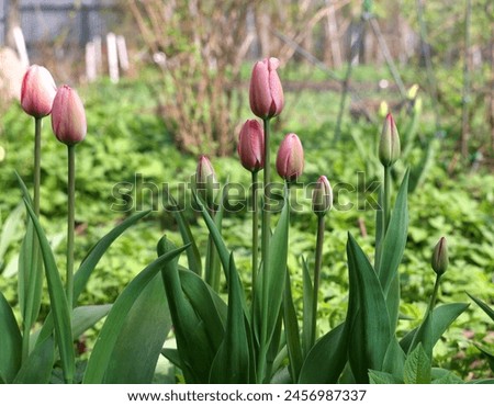 Similar – Image, Stock Photo Delicate pink tulips with stems and leaves on white background. Floral border. Springtime concept. Mother day greeting card. Beauty