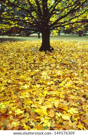 These bright yellow fall leaves, wet from an autumn rain, lay directly below the tree they fell from, emphasizing the stark empty branches above.