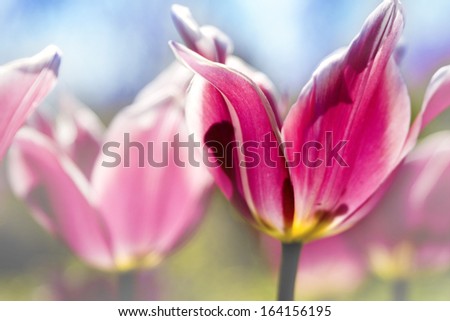 These photos of late season tulips have been treated with very light, pastel coloration to bring forth a unique hue.