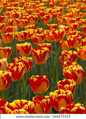 This garden full of bright yellow and red tulips shows in volumes their perfect spring colors.