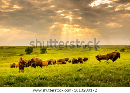 These impressive American Bison wander the Kansas Maxwell Prairie Preserve.  商業照片 © 