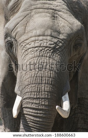 This close up portrait of an African Elephant at our local zoo, emphasizes the strong textures of the skin and trunk of this endangered species.