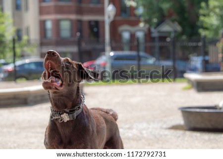 Similar – Image, Stock Photo public nuisance | when the winter service misses out