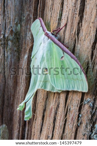 luna moth on bark