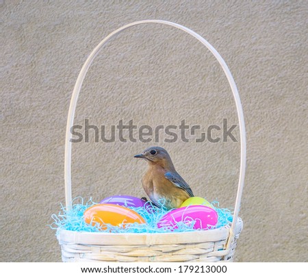 Easter basket with live wild birds
