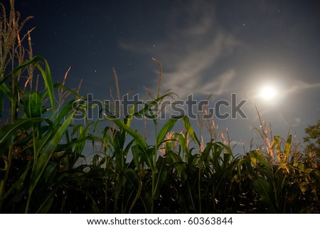 corn field under the moonlight