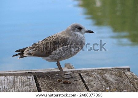 Similar – Foto Bild Silbermöwe am Hafen wartet auf Futter