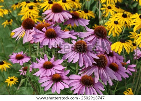 Similar – Image, Stock Photo Echinacea purpurea from North America, orange inflorescence