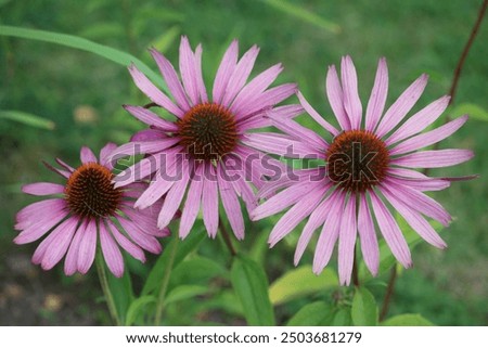 Similar – Image, Stock Photo Echinacea purpurea from North America, purple inflorescence