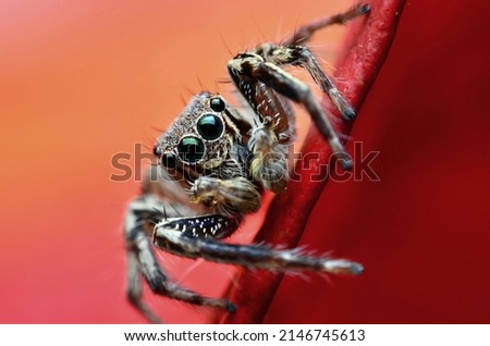 Similar – Image, Stock Photo arachnids