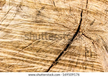 cross section of stump tint brown tree trunk showing growth rings