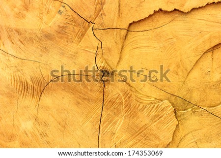 cross section of stump tint brown tree trunk showing growth rings