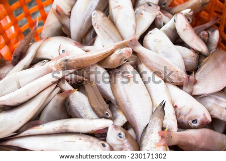 stack of fresh fish in basket sold in fish dock market