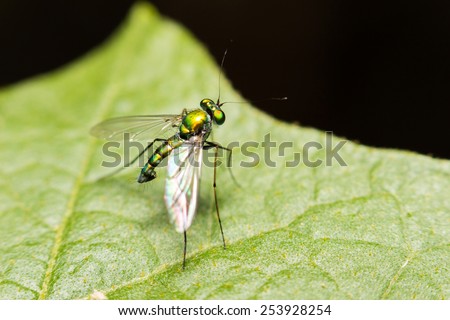 close-up insect in wild nature