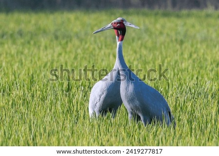 Similar – Image, Stock Photo Two cranes crossed