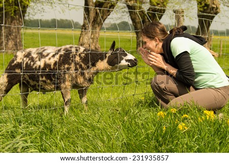 girl and sheep are meeting at a fence and they are trying to make a contact.