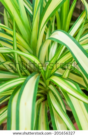 Pandanus leaves are green blade shape, There are no flowers, fragrant scents