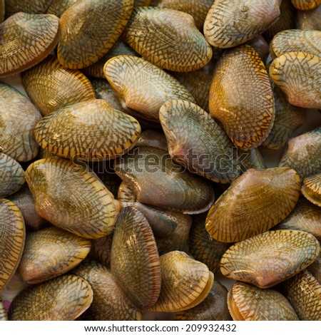 edible clams on belgian fish market