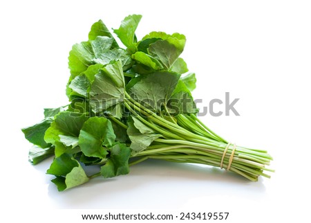 Herbal Thankuni leaves of indian subcontinent, Centella asiatica