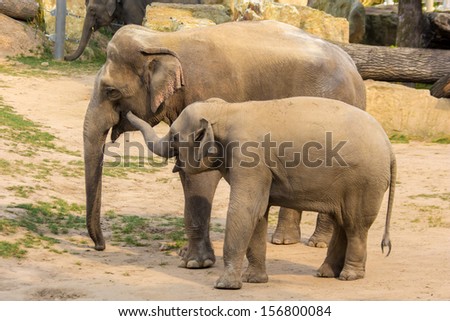 Two elephants, young and old, in friendly talk.